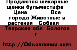 Продаются шикарные щенки бульмастифа › Цена ­ 45 000 - Все города Животные и растения » Собаки   . Тверская обл.,Бологое г.